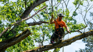 Tree Care